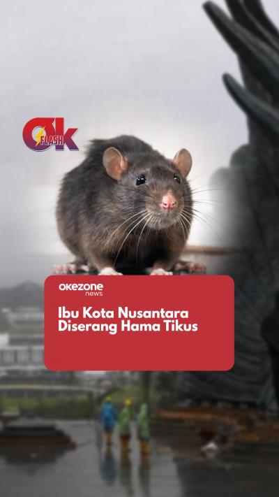 Ibu Kota Nusantara Diserang Hama Tikus  OKEZONE FLASH