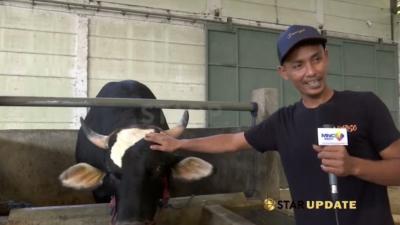 Wow! Raffi Ahmad Borong Sapi Qurban, Keluarga Dapat Jatah Satu Ekor