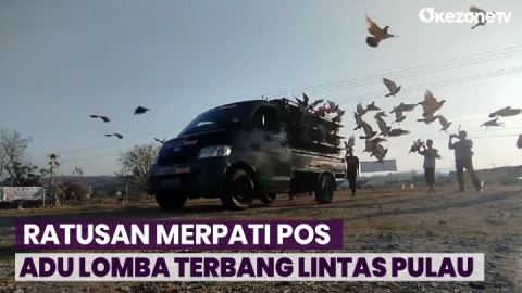 150 Merpati Pos Berlomba Terbang Cepat dari Sumbawa Menuju Jawa Timur