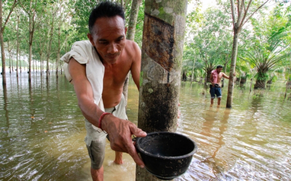 Petani Karet Tetap Aktivitas di Tengah Banjir Thailand