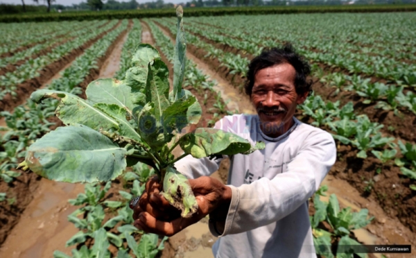 Yuk Tengok Aktivitas Petani Sayuran di Desa Cariu Mulya 