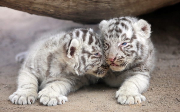 Yuk, Lihat Canda 2 Bayi Harimau Siberia di Kebun Binatang