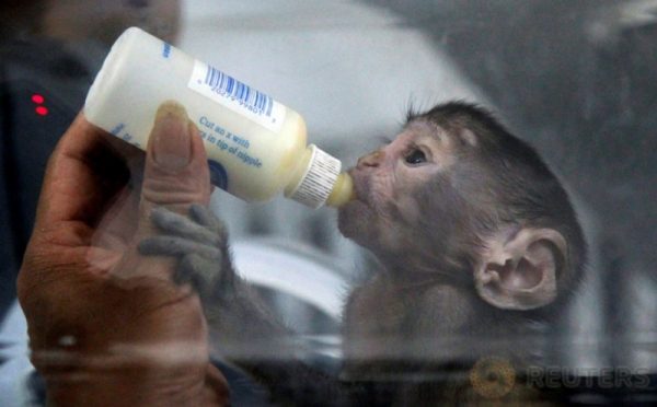 Ketika Bayi Primata Tercepat Di Dunia Diberikan Susu Botol 0 Foto Okezone Foto