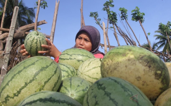Panen Semangka di Desa Peunaga Pasi Aceh Barat