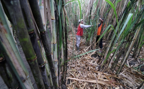 Wow! Pohon Tebu Amfibi Ini Tahan terhadap Anomali Cuaca