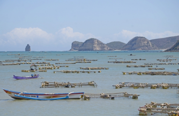  Teluk Bumbang Lombok Penghasil Utama Lobster Kelas Dunia