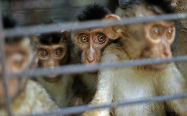 Anak Beruk Diperdagangkan Sebagai Hewan Pemetik Buah Kelapa 0