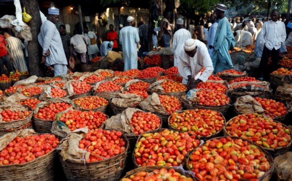 Saat Buah Tomat Mendominasi di Pasar Yankaba Nigeria 0 