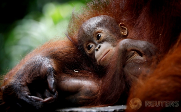 Yuk, Lihat Manjanya Bayi Orangutan di Kebun Binatang Singapura!