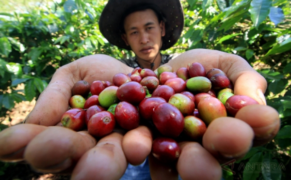 Permintaan Kopi Gayo Kualitas Unggulan untuk Pasar  Lokal  