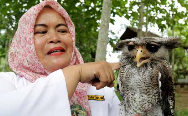 54 Jenis Burung Hantu Di Indonesia Terbaru 