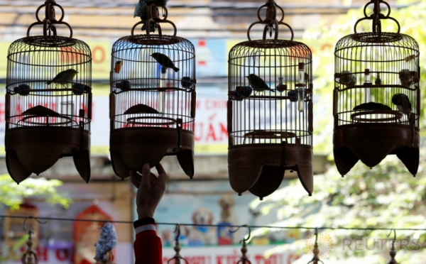 Nyanyian Merdu dari Dalam Sangkar Burung Mata Putih di Hanoi Vietnam