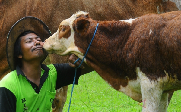 Ketika Peternak Dicium Sapi  pada Tradisi Ngguyang Sapi  di  