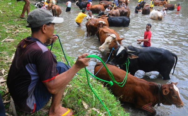 Ketika Peternak Dicium Sapi pada Tradisi Ngguyang Sapi di Embung Bunder Klaten