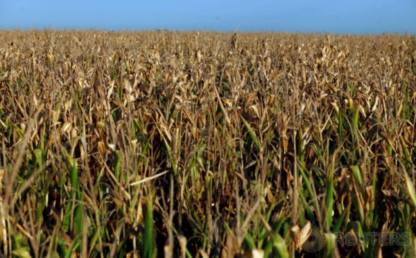 Potret Kekeringan yang Melanda Ladang Jagung di Chivilcoy Argentina