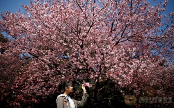 Mekar Lebih Awal, Pohon Penuh Bunga Sakura Bermekaran Ini ...