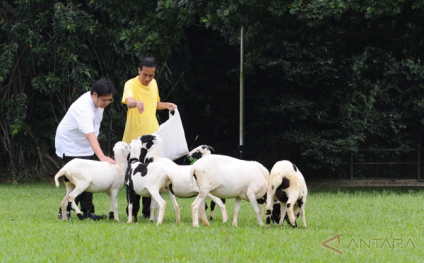 Ketika Presiden Jokowi dan Ketum Golkar Memberi Makan Kambing Usai Olahraga Bersama