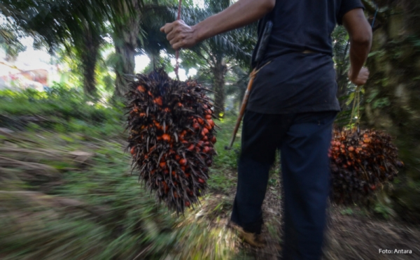 Melihat Lebih Dekat Buruh Kerja Memanen Kelapa Sawit di Desa Sukasirna Sukabumi