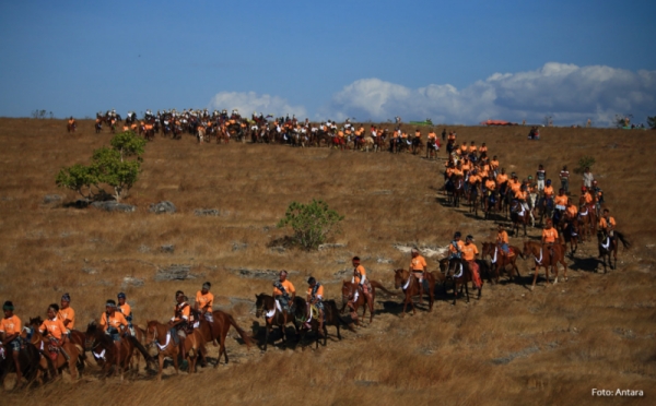  Festival 1001 Kuda Sandelwood Ajang Promosi Pariwisata NTT