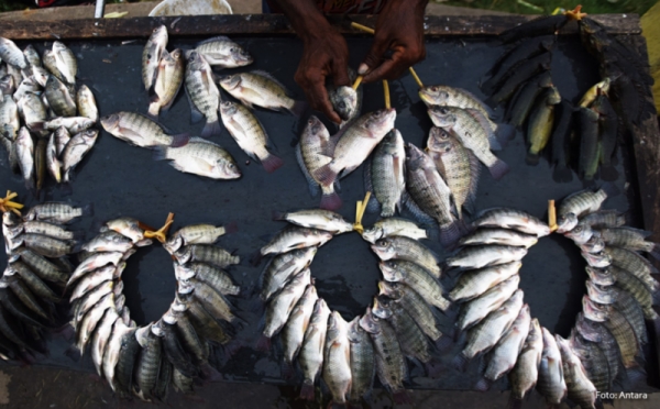 Nelayan Makassar Keluhkan Sulitnya Tangkap Ikan Air Tawar