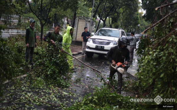 Hujan Deras Disertai Angin Kencang, Pohon di Jalan Sutan Syahrir Menteng Tumbang