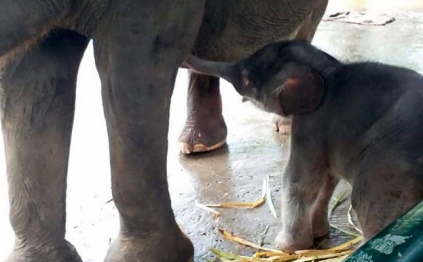 Melihat Tingkah Bayi  Gajah yang Baru  Lahir  di Bali 0 