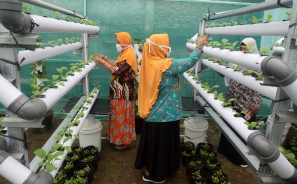 Warga Bambankerep Semarang Nikmati Panen Hasil Urban Farming 0 : Foto ...