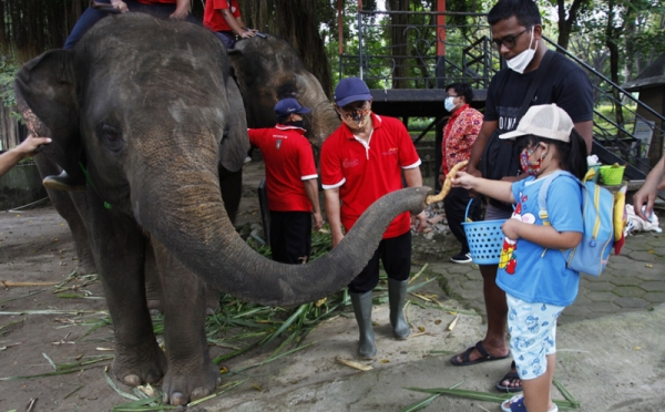 Serunya Wisata Edukasi Memberi Makan Gajah di Taman Satwa ...