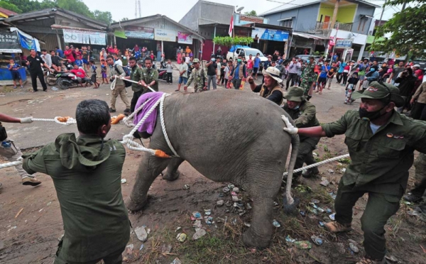 Anak Gajah Tertinggal dari Kelompok Besarnya di Jambi 0 : Foto Okezone Foto - Vimarsana News