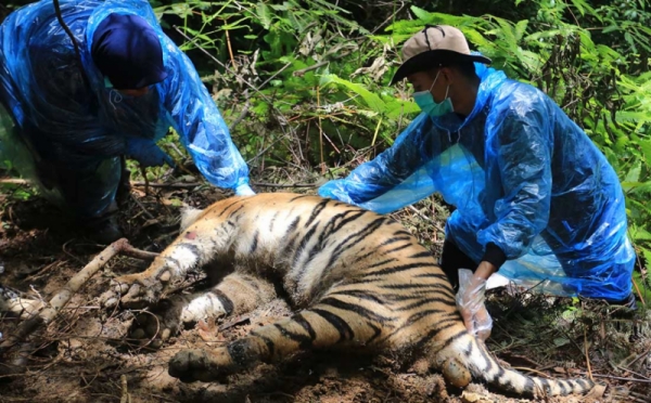 Kematian Tiga Harimau Sumatera di Aceh Selatan Diselidiki 0 : Foto Okezone Foto - Vimarsana News