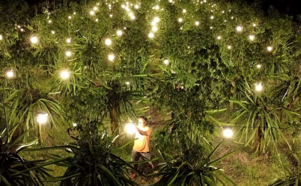 Buah Naga Disinari Lampu Mampu Tingkatkan Produktivitas 0 : Foto Okezone Foto - Vimarsana News
