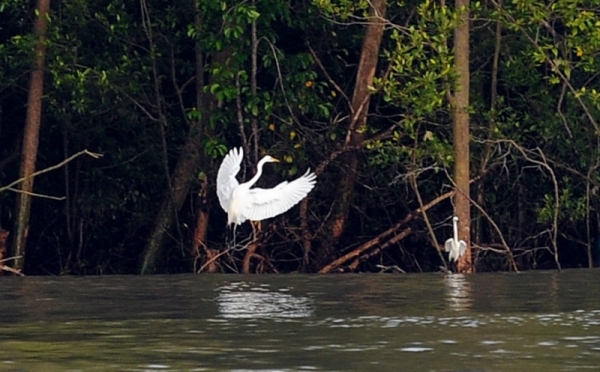 Melihat Ekosistem Burung Kuntul Untuk Pelestarian Mangrove Di Taman Nasional Sembilang Banyuasin 