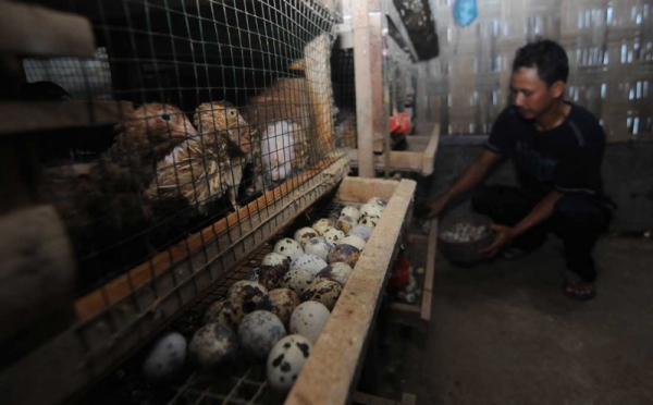 Panen Telur Burung Puyuh Yang Dijual Dengan Harga Rp280 Ribu Per 900 ...