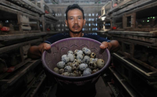 Panen Telur Burung Puyuh Yang Dijual Dengan Harga Rp280 Ribu Per 900 ...