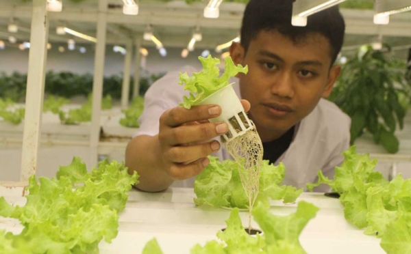 Foto sistem hidroponik indoor dengan lampu LED terkait komponen utama dalam sistem hidroponik indoor