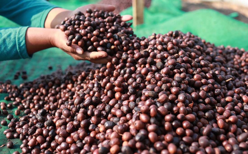 Melihat Proses Penjemuran Kopi Puntang Cimaung