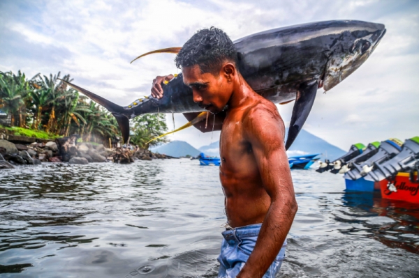 Ikan Tuna Sirip Kuning Maluku Utara Miliki Potensi Ekspor yang Tinggi