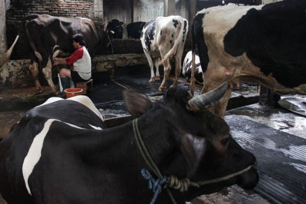 kementerian-perindustrian-mencatat-produksi-susu-segar-dalam-negeri-hanya-20-persen