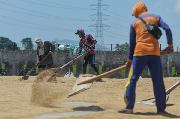 dukung-swasembada-pangan-pemerintah-naikkan-hpp-gabah-jadi-rp6500-per-kilogram