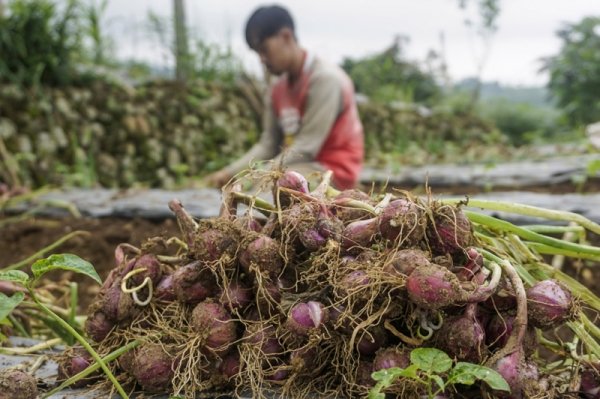 curah-hujan-tinggi-produksi-bawang-merah-di-temanggung-menurun-50-persen