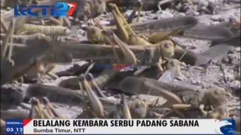 Enam Kecamatan di Sumba Diserang Belalang : Okezone Video