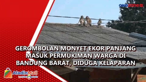 Gerombolan Monyet Ekor Panjang Masuk Permukiman Warga Di Bandung Barat ...