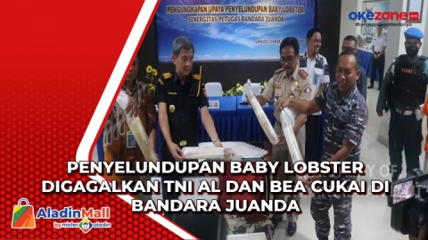 Penyelundupan Baby Lobster Digagalkan TNI AL Dan Bea Cukai Di Bandara ...