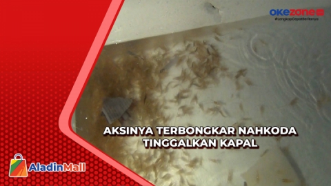 Bea Cukai Batam Gagalkan Penyelundupan Baby Lobster Senilai Rp9 Miliar ...