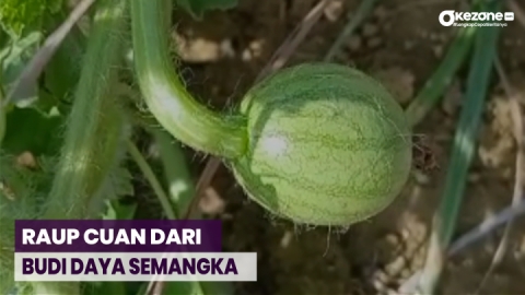 Petani di Mamuju Budi Daya Semangka di Tengah Lahan Sawit