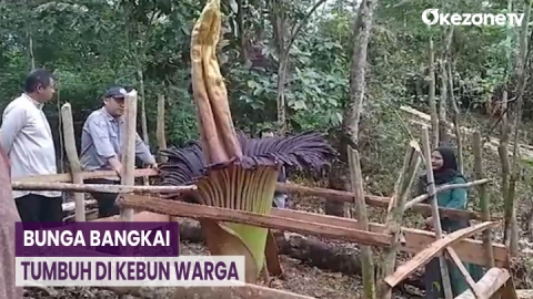 Bikin Geger! Bunga Bangkai Langka Tumbuh di Kebun Warga di Sumbar