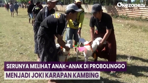 Serunya Melihat Anak-Anak di Probolinggo Menjadi Joki Karapan Kambing