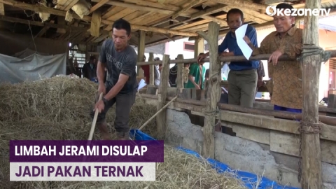 Kreatif! Manfaatkan Limbah Jerami, Mahasiswa Olah Jadi Pakan Ternak 