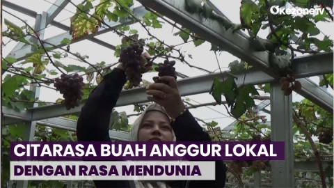 Sensasi Cicip Anggur Langsung dari Kebunnya, Wajib Coba 