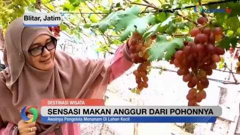 Sensasi Makan Anggur Langsung dari Pohonnya